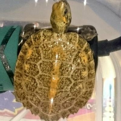 ナオキングテレビ's profile Image
