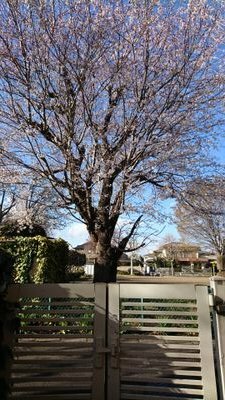 Archive Flying Monkey 空飛ぶ猿 Fans